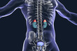 Adrenal glands highlighted inside human body, 3D illustration