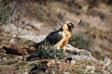 Sticker - The bearded vulture (Gypaetus barbatus), also known as the lammergeier or ossifrage on the feeder