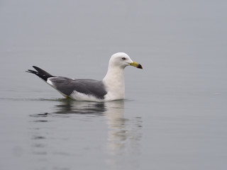 Poster - Black-tailed gull, Larus crassirostris