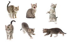 Set Of Photos Of A Cute Little Grey Color Playful Kitten Isolated On White