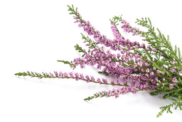 purple heather flowers