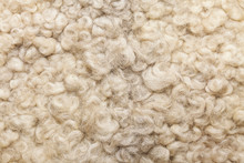 Sheep Fur. Wool Texture. Closeup Background