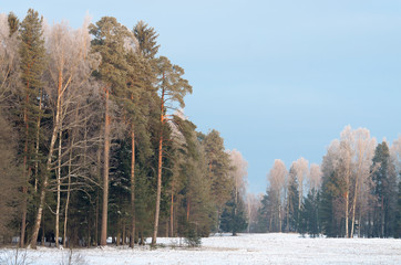 Winter landscape with white snow.