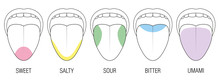 Human Tongue With Five Taste Areas - Bitter, Sour, Sweet, Salty And Umami Perception - Colored Division With Zones Of Different Taste Buds - Educational, Schematic Vector On White Background.
