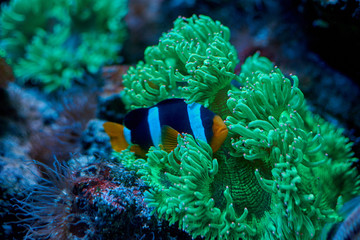 Wall Mural - Ocellaris clownfish swimming near an anemona