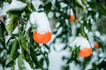 Snowy Citrus