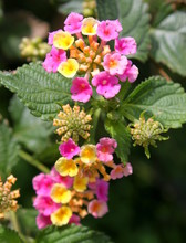 Wandelröschen (Lantana Camara) Mit Blüten
