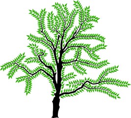 Wall Mural - vector image of a tree in summer