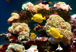 fishes and other fauna of coral reef