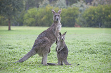 Enimals Eastern Grey Kangaroos With Joey In   Grampians National Park, Victoria, Australia.