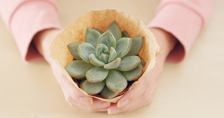 Wall Mural - Girl hand holding Succulents plant