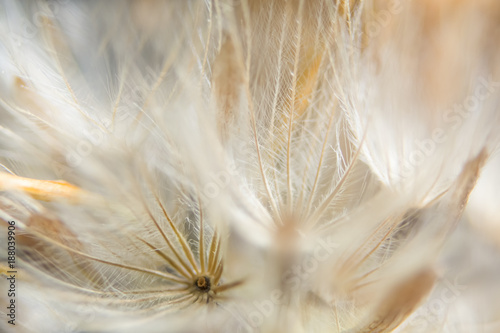 Fotografía Background dry wild flower macro