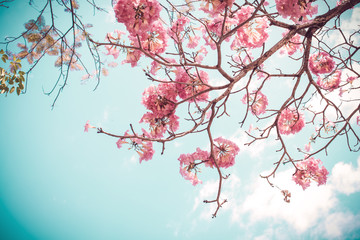 Wall Mural - beautiful sakura flower (cherry blossom) in spring. sakura tree flower on blue sky. vintage color to