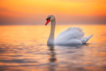 White Swan In The Sea Water, Sunrise Shot