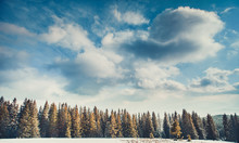 The Bright White Clouds In The Endless Blue Sky Above The Rows Of Pine Trees. The Dense Coniferous Woods In Bukovel, The Heart Of The Carpathians Mountains In Ukraine.