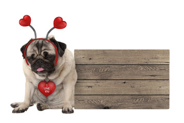 Wall Mural - being fed up Valentine's day pug dog with hearts diadem sitting down next to wooden sign, isolated on white background