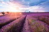 Fototapeta Krajobraz - Valensole Plateau, Provence, Southern France. Lavender field at sunset