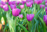 Fototapeta Tulipany - Flower tulips background. bokeh nature