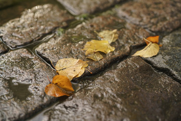 Wall Mural - wet old pavement with autumn leaves