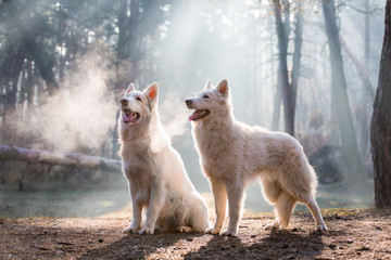 Wall Mural - Dog of breed White Swiss Shepherd in the forest