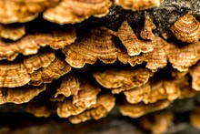 Macro Image Of Turkey Tail Mushroom In Rainforest
