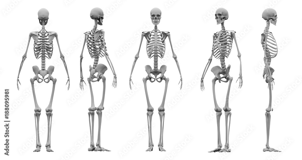 Human skeleton set 3d rendering. - obrazy, fototapety, plakaty 