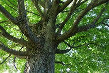 Low Angle View Of Green Tree Trunk And Branches