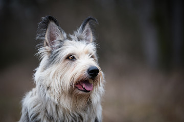 Wall Mural - Berger picard dog in winter the field