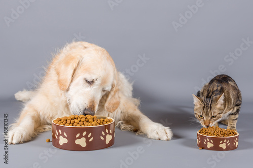 Plakat Jedzenie psa i kota