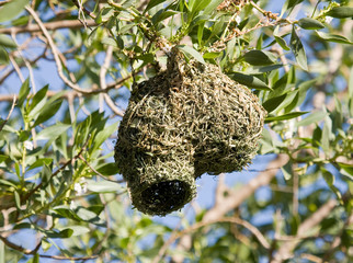 Bird and nest (South Africa).