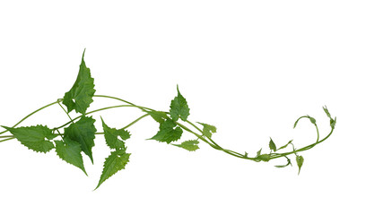 Poster - Green leaves wild climbing vine liana plant isolated on white background, clipping path included.