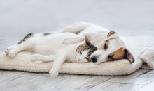 Cat And Dog Sleeping