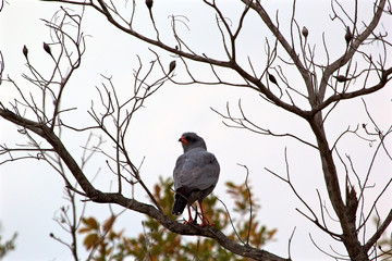 Dark chanting goshawk