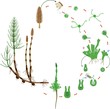 Equisetum life cycle. Diagram of life cycle of horsetail (Equisetum Arvense) with dioecious gametophyte