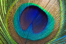 Peacock Color Feather