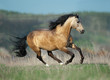 buckskin lusitano stallion runs free in spring field
