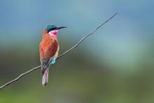 Southern Carmine Bee-eater In Kruger National Park, South Africa