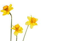 Three Yellow Narcissus Flower On A White Background