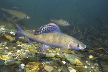 Grayling (Thymallus Thymallus). Swimming Freshwater Fish Thymallus Thymallus, Underwater Photography In The Clear Water. Live In The Mountain Creek. Beautiful River Habitat.
