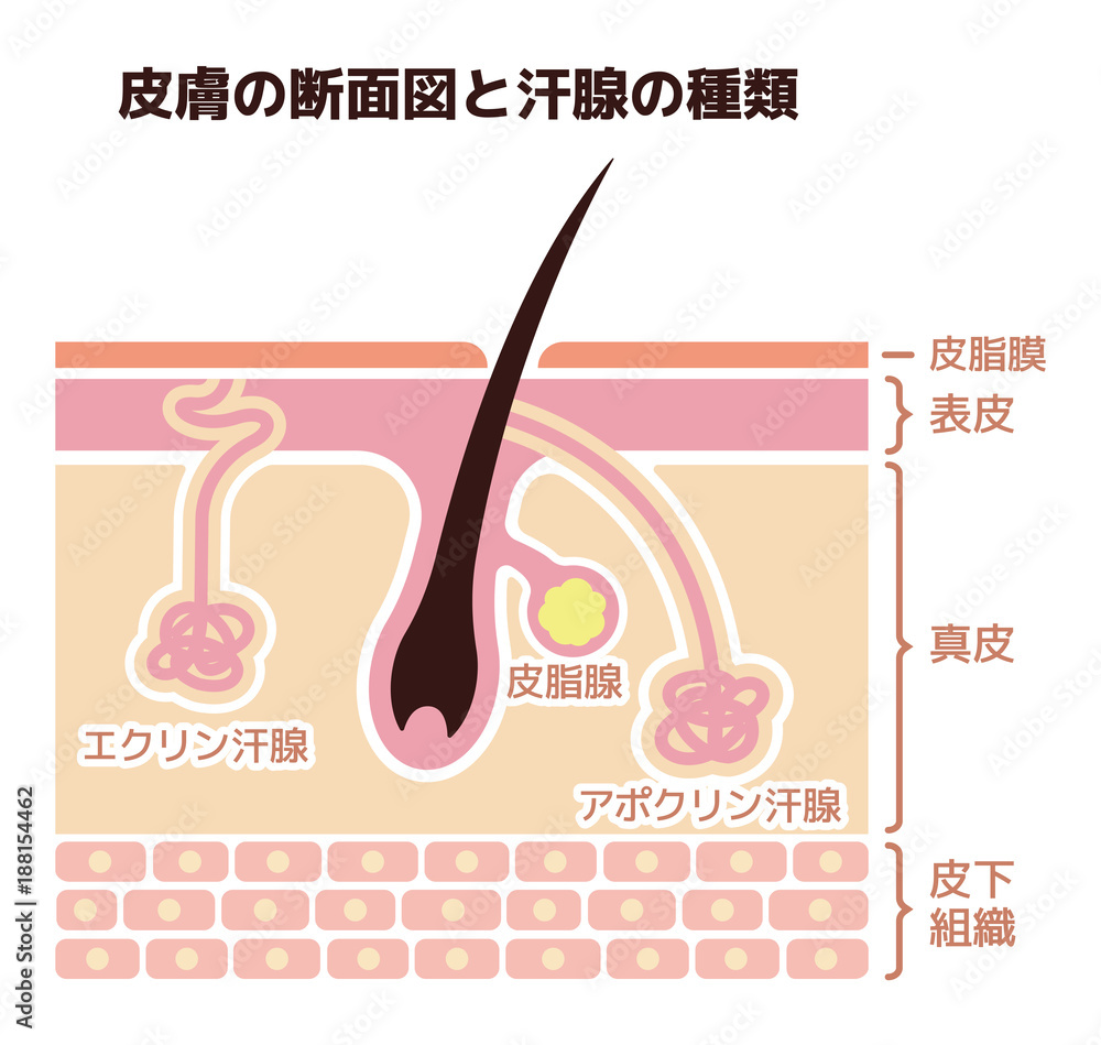 皮膚の断面図と汗腺の種類イラスト 皮脂腺 アポクリン汗腺 エクリン汗腺 Wall Mural Barks