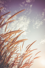  Feather pennisetum glowing against sky  as nature background. Vintage tone.