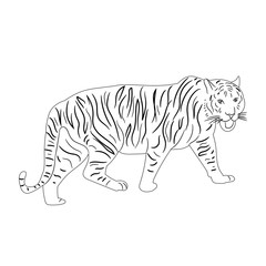 Wall Mural - isolated sketch of a tiger is coming