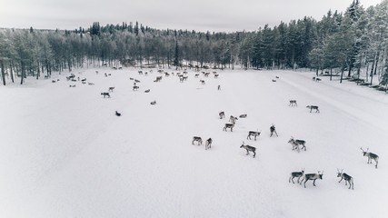 Wall Mural - Aerial view of reindeer herd in winter Lapland Finland