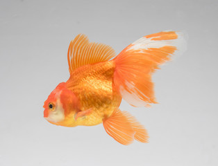 Wall Mural - Goldfish isolate on a gray background