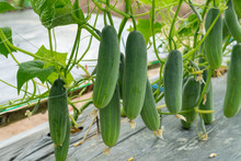 Green Cucumber Growing In Field Vegetable For Harvesting.