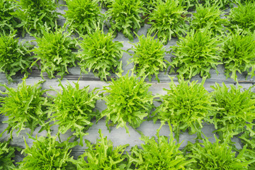 Wall Mural - Lettuce green leaf in field, vegetable fresh in farm, salad.