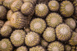 Cactus, Cactus thorns, Close up thorns of cactus, Cactus Background