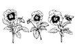 Set graphic the branch of the garden pansy flower (Violet, Viola, heartsease, kiss-me-quick, stepmother, flammola). Black and white outline illustration hand drawn work, isolated on white background.