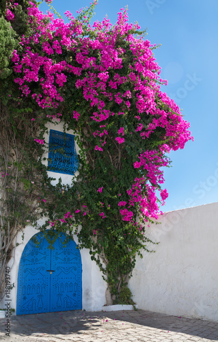 Cuadros en Lienzo View of the white wall with a blue door and a window covered with a bush of flowering bougainvillea
