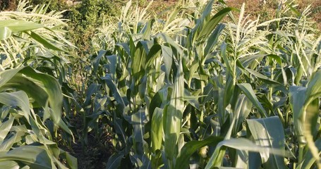 Wall Mural - Fresh Corn field